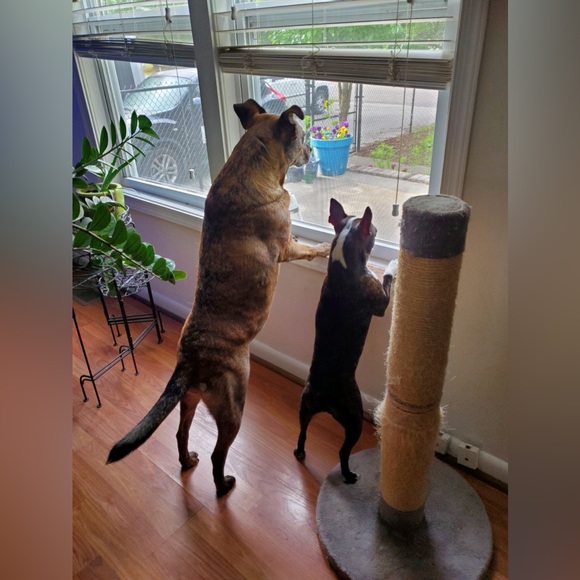 ⚡️ NEW! LIVE SHOW LISTING!!🫶✨🫶✨ - Picture 10 of 12